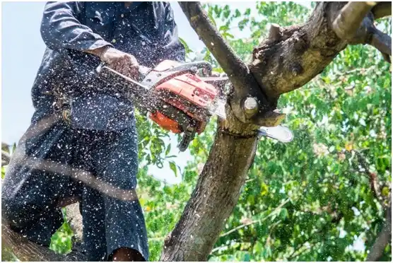 tree services La Barge